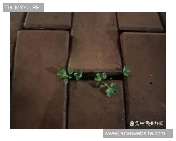 米诺特热爱绿军环境称这里的一切都超出了他的预期 米诺特热爱绿军环境称这里的一切都超出了他的预期